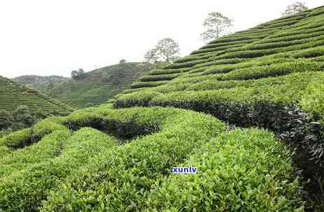 冰岛古茶的特点及价格、起源、之一家与树图片