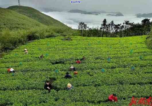 凤凰岛茶叶，探寻茶叶宝库：凤凰岛茶叶的香醇传奇