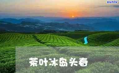 冰岛头春茶价格顶普-冰岛头春茶特点