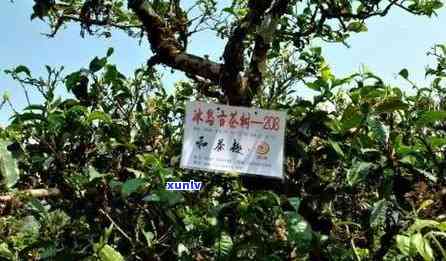 冰岛古树茶价格图片及价格，探寻冰岛古树茶：价格揭秘与视觉宴