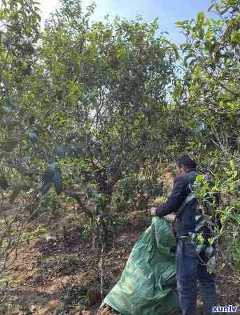 冰岛古树茶图片有凤凰，凤凰与冰岛古树茶：神秘的相遇