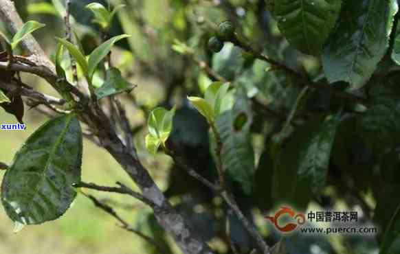 云南冰岛坝歪茶的介绍及价格与功效