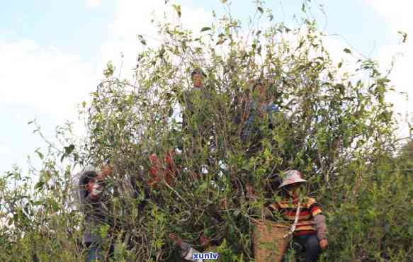 勐库冰岛古树茶价格，探寻勐库冰岛古树茶的价格：一杯珍稀品味的价值探索