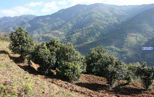 探寻四川老班章厂家 *** 地址，品质与信誉并重的普洱茶佳品