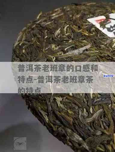 普洱老班章口感特点及茶叶品质-普洱茶老班章的口感和特点