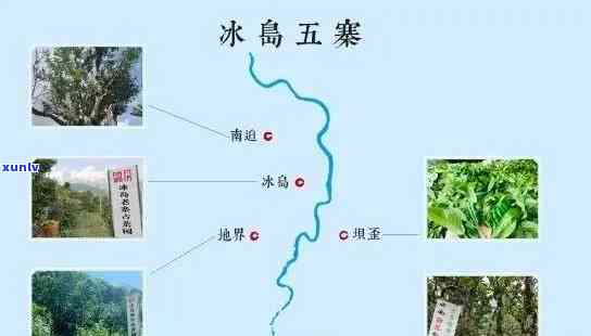 冰岛茶属于哪个山头的，冰岛茶：从何山而来？