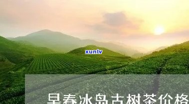 早春冰岛古树茶价格-早春冰岛古树茶价格及图片