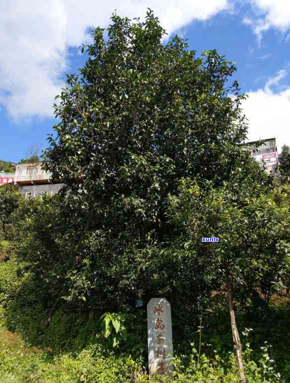 冰岛古树茶在哪个山头卖，冰岛古树茶地理位置