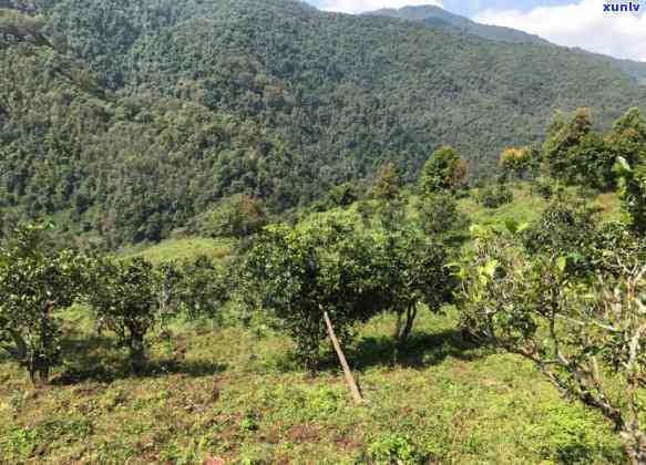 冰岛南迫普洱茶价格及区别