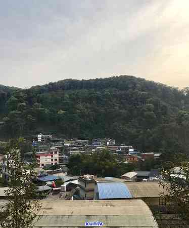 云南临沧勐库茶叶制品冰岛，云南临沧勐库茶叶制品冰岛：一场茶叶与北之间的奇妙交汇