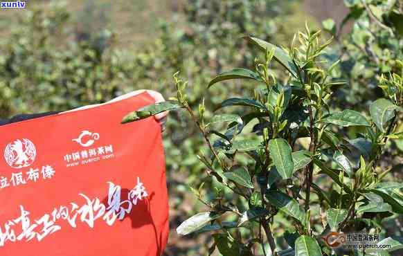 冰岛五寨古树茶特点和区别