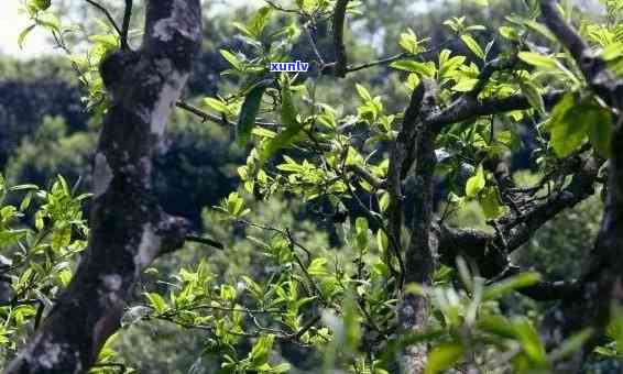 冰岛小树茶是什么茶-冰岛小树茶是什么茶叶