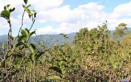 冰岛茶区有哪些山头景点，好玩的地方在哪里？