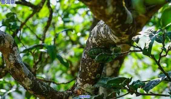 冰岛老寨古树茶特点-冰岛老寨古树茶特点介绍