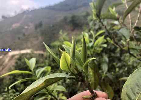 冰岛老寨古树茶价格多少一斤，冰岛老寨古树纯料价格