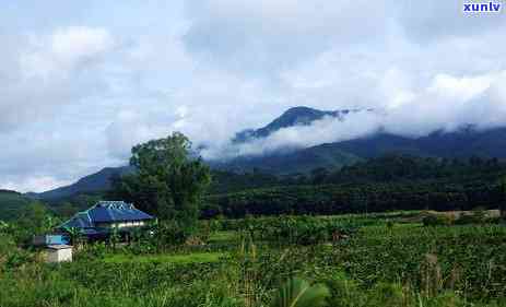 冰岛茶叶属于什么茶-冰岛茶叶属于什么茶类