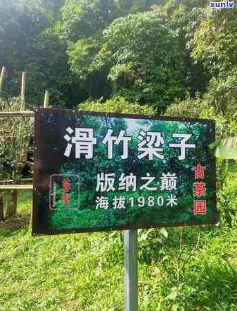 班章普洱茶和冰岛特点：区别及比较