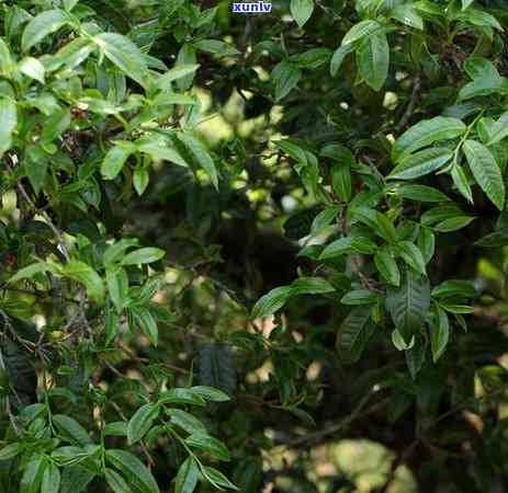 冰岛与班章普洱茶的区别，探索冰岛茶与班章普洱茶：区别与特点一览