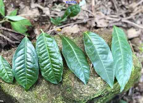 冰岛茶好还是班章好？冰岛与班章普洱茶的区别与质量比较