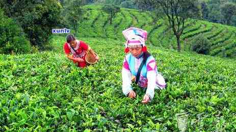 冰岛茶与班章茶的区别及比较-冰岛茶与班章茶的口感区别