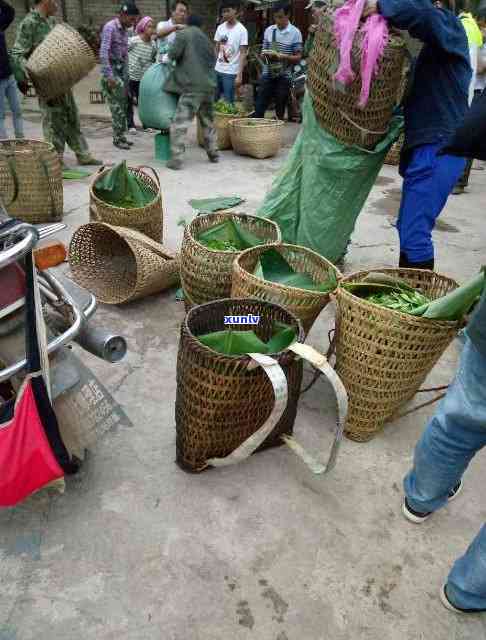 班章冰岛产地在哪里？产地、价格、品质比较及茶叶特点。