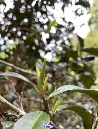 班章茶和冰岛茶的区别，探究班章茶与冰岛茶：何处异同？