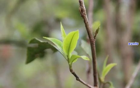 冰岛茶老班章：贵因特点，与普洱茶区别，哪好?