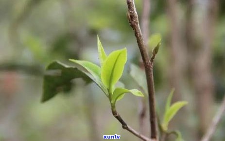 冰岛茶老班章：贵因特点，与普洱茶区别，哪好?