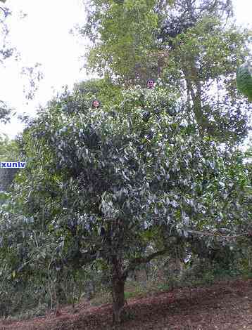 云南普洱老班章茶山-普洱茶老班章茶山地址