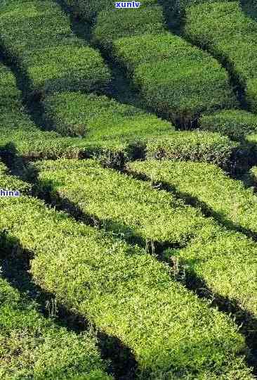 冰岛台地茶是什么味，探秘冰岛台地茶的独特风味