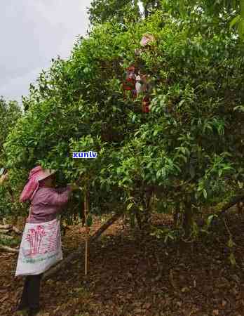 老班章普洱茶怎样泡、分辨真假、保存、喝、冲泡-老班章普洱茶怎么泡茶