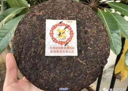 2003年福海茶厂的熟普，2003年福海茶厂熟普：回顾与品鉴