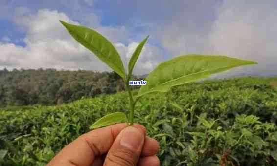 景迈古树生普的特点及茶的口感区别