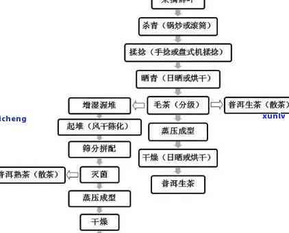 生普属于什么发酵，探究生普茶的发酵过程：属于何种发酵类型？