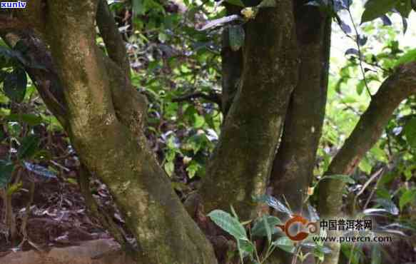 临沧产区的普洱茶：产区、茶树、茶叶特点及更大特点