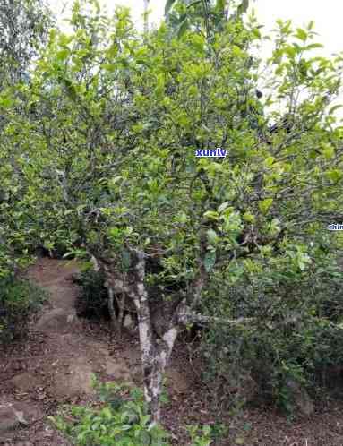 邦东茶口感，品味邦东茶：探寻其独特口感的奥秘