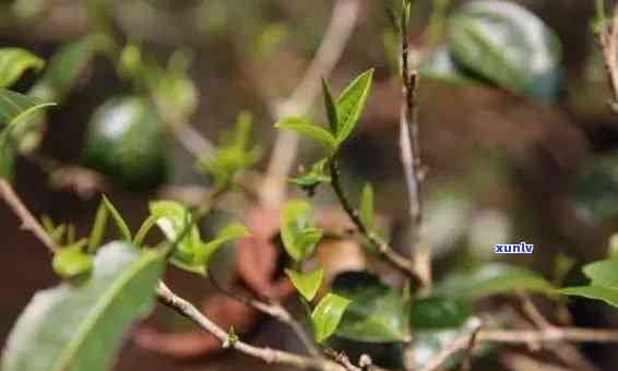 景迈古树茶生茶和熟茶的区别及口感特点