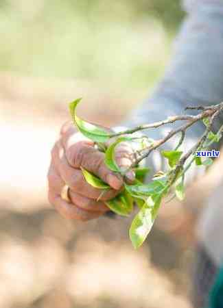 普洱老班章口感特点及茶叶品质-普洱茶老班章的口感和特点