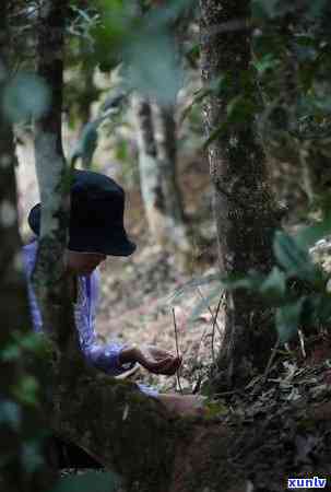 普洱老班章茶价格、口感、生熟与冰岛区别