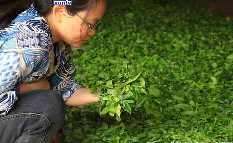 普洱茶老班章的口感和特点