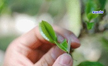 普洱茶老班章的口感和特点