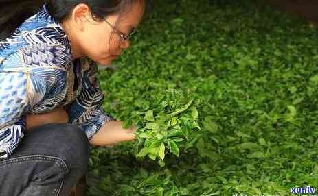 普洱茶老班章的口感及特点