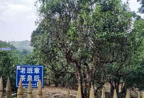 老班章普洱茶生普，探寻老班章普洱茶生普：品味古树韵味，感受原生茶香