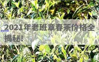 南春茶厂老班章春茶价格与区别