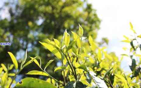 普洱老班章茶的地址-普洱茶老班章茶山地址