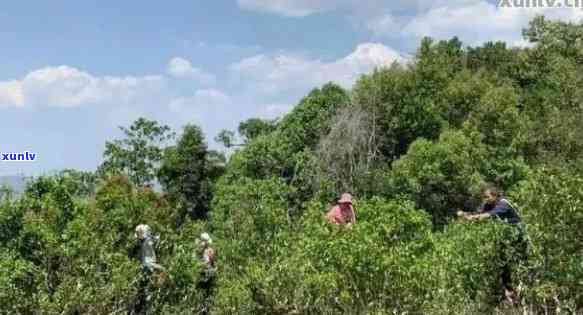 普洱什么时候去旅游？节与采摘时节