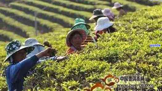 普洱什么时候去旅游？节与采摘时节