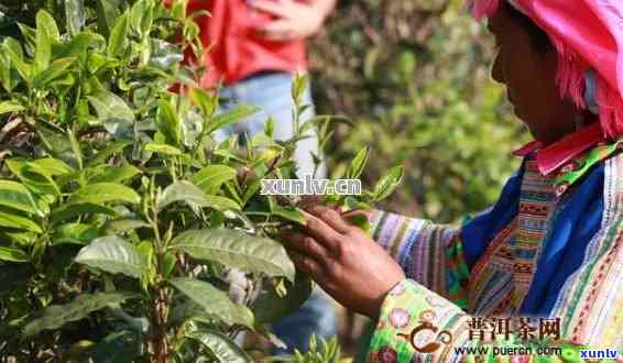 普洱什么时候去旅游？节与采摘时节