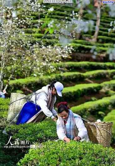 普洱什么时候去旅游？节与采摘时节