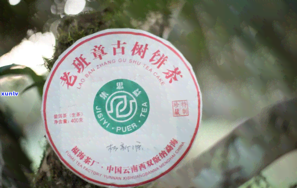 2018年老班章茶-2018年老班章茶山行